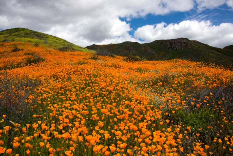 Golden California poppies covering a hillside in bloom
