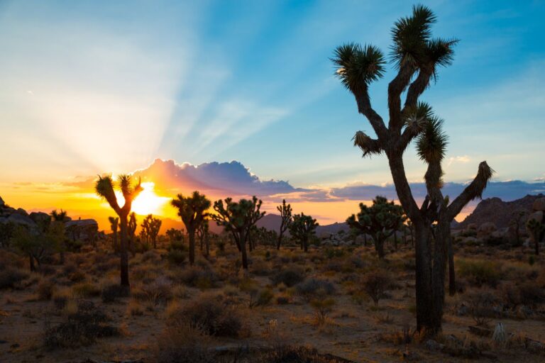 Sunset over Joshua trees in the California desert
