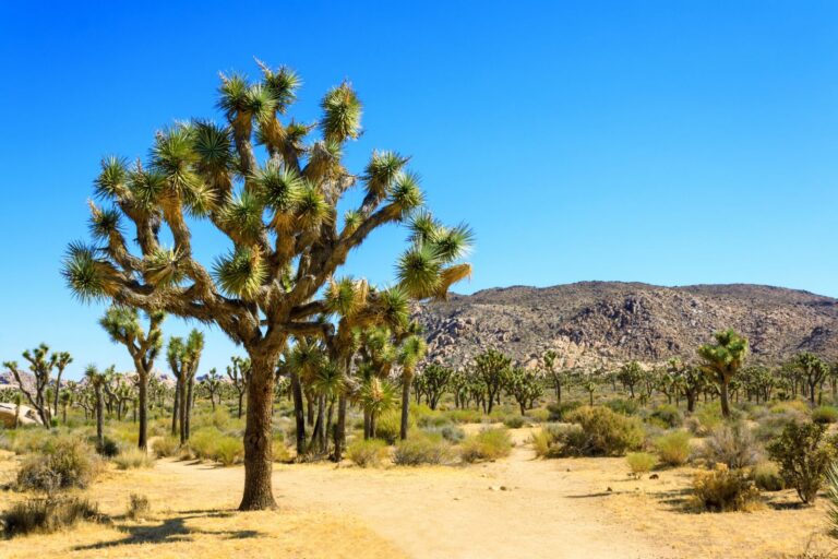 Joshua tree beside a desert trail in the California high desert
