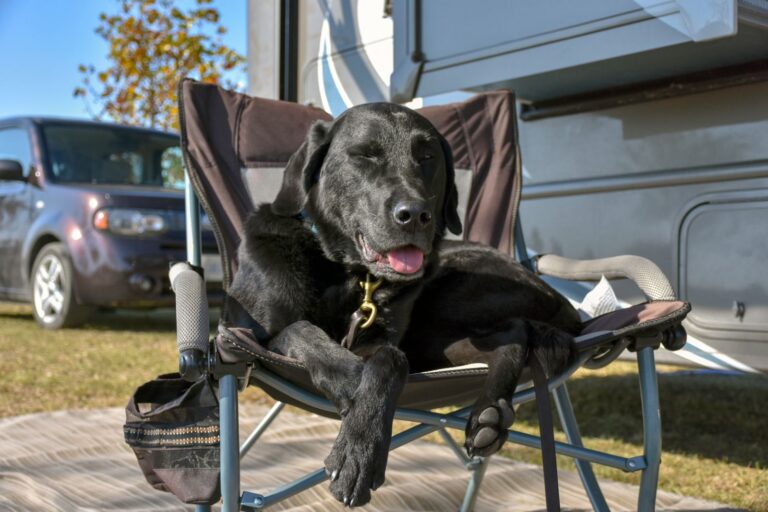 Black Labrador sitting on a chair outside a motorhome