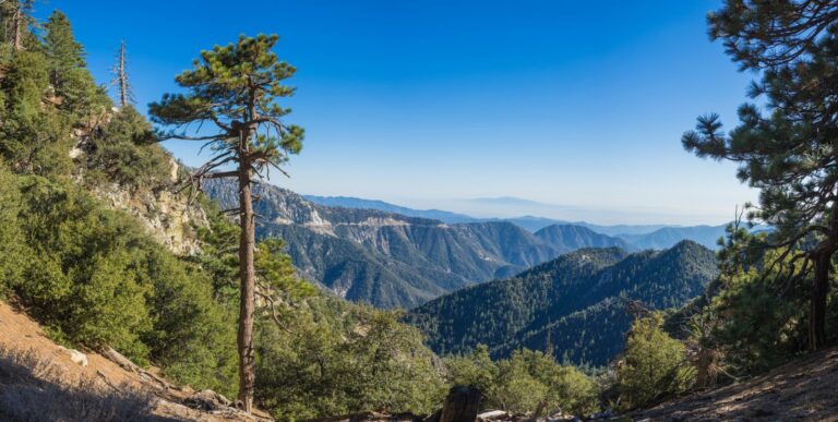 Pine tree on a cliff in the San Gabriel Mountains